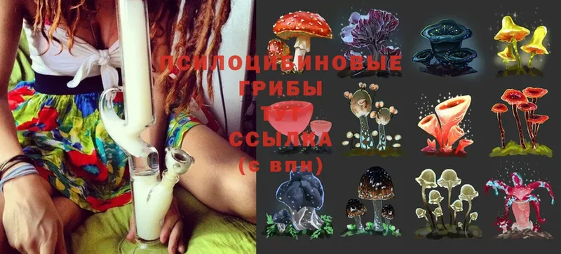 Галлюциногенные грибы Psilocybine cubensis  где купить наркотик  Коломна 